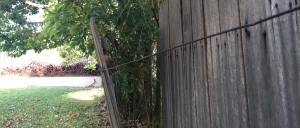Fence falling down due to tree